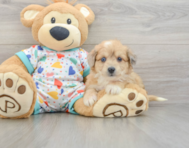 7 week old Aussiechon Puppy For Sale - Premier Pups
