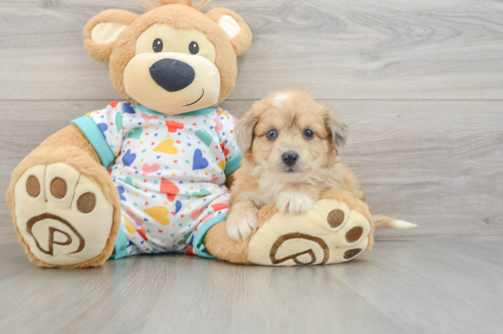 5 week old Aussiechon Puppy For Sale - Premier Pups