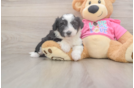Aussiechon Pup Being Cute