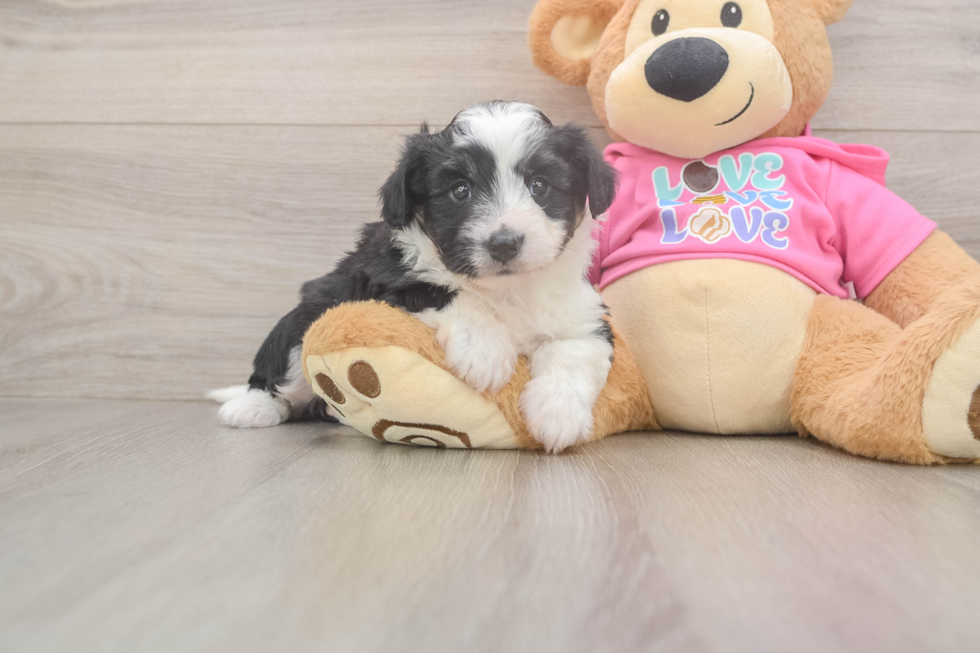 Aussiechon Pup Being Cute
