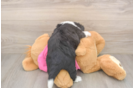 Aussiechon Puppy for Adoption
