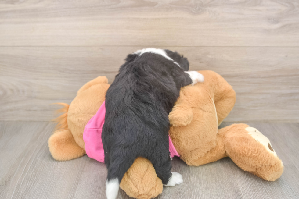 Aussiechon Puppy for Adoption