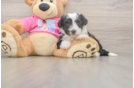 Best Aussiechon Baby