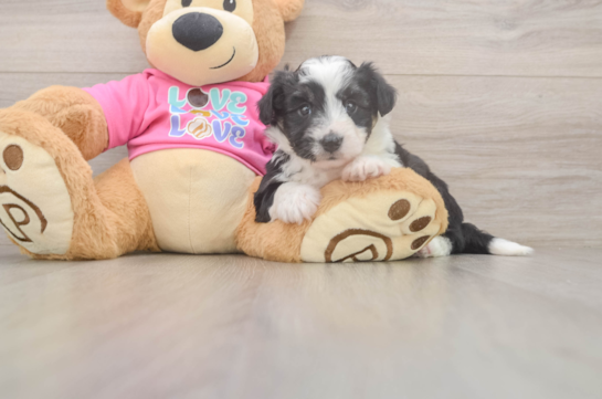 Best Aussiechon Baby
