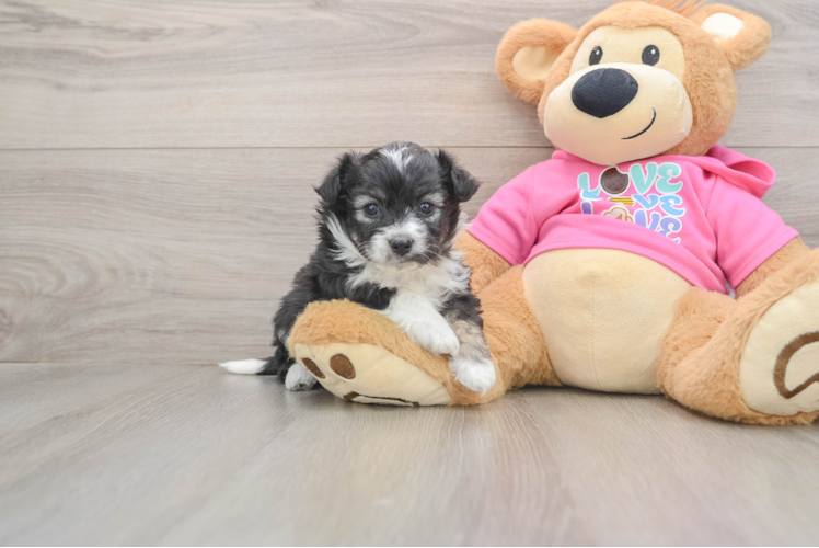 Aussiechon Puppy for Adoption