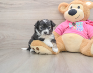 6 week old Aussiechon Puppy For Sale - Premier Pups