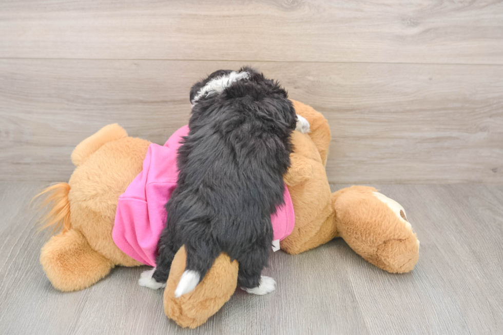 Aussiechon Puppy for Adoption