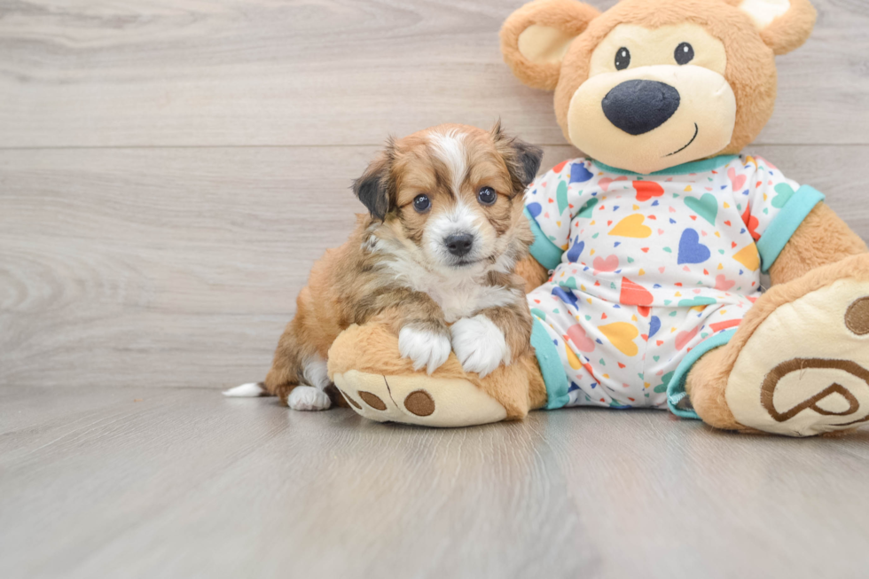 Aussiechon Pup Being Cute