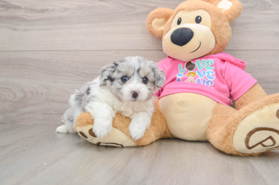 Playful Aussie Bichon Designer Puppy