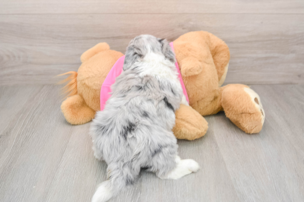 Aussiechon Puppy for Adoption