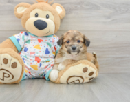 7 week old Aussiechon Puppy For Sale - Premier Pups