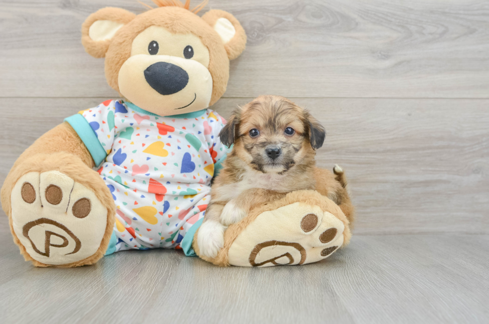 5 week old Aussiechon Puppy For Sale - Premier Pups
