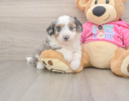 6 week old Aussiechon Puppy For Sale - Premier Pups