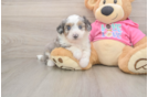 Aussiechon Pup Being Cute