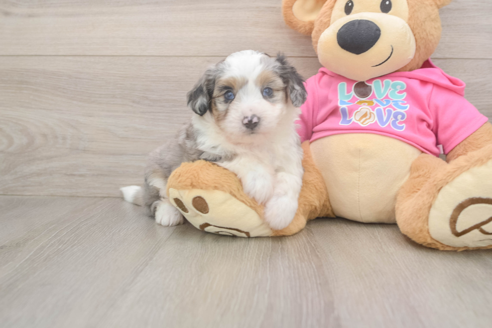 Aussiechon Pup Being Cute