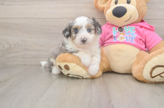 Aussiechon Pup Being Cute
