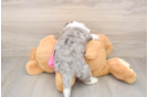 Adorable Aussie Bichon Designer Puppy