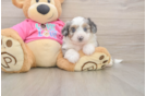 Best Aussiechon Baby
