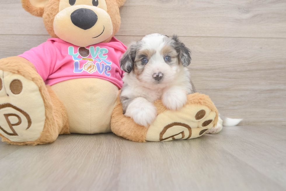 Best Aussiechon Baby