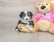 5 week old Aussiechon Puppy For Sale - Premier Pups