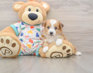 7 week old Aussiechon Puppy For Sale - Premier Pups