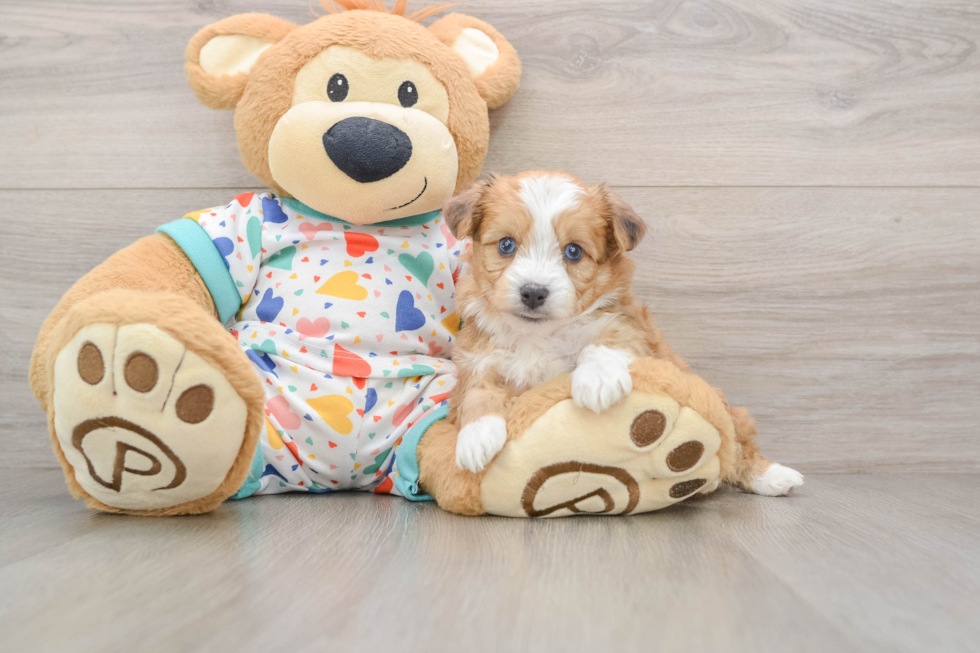 Sweet Aussiechon Baby