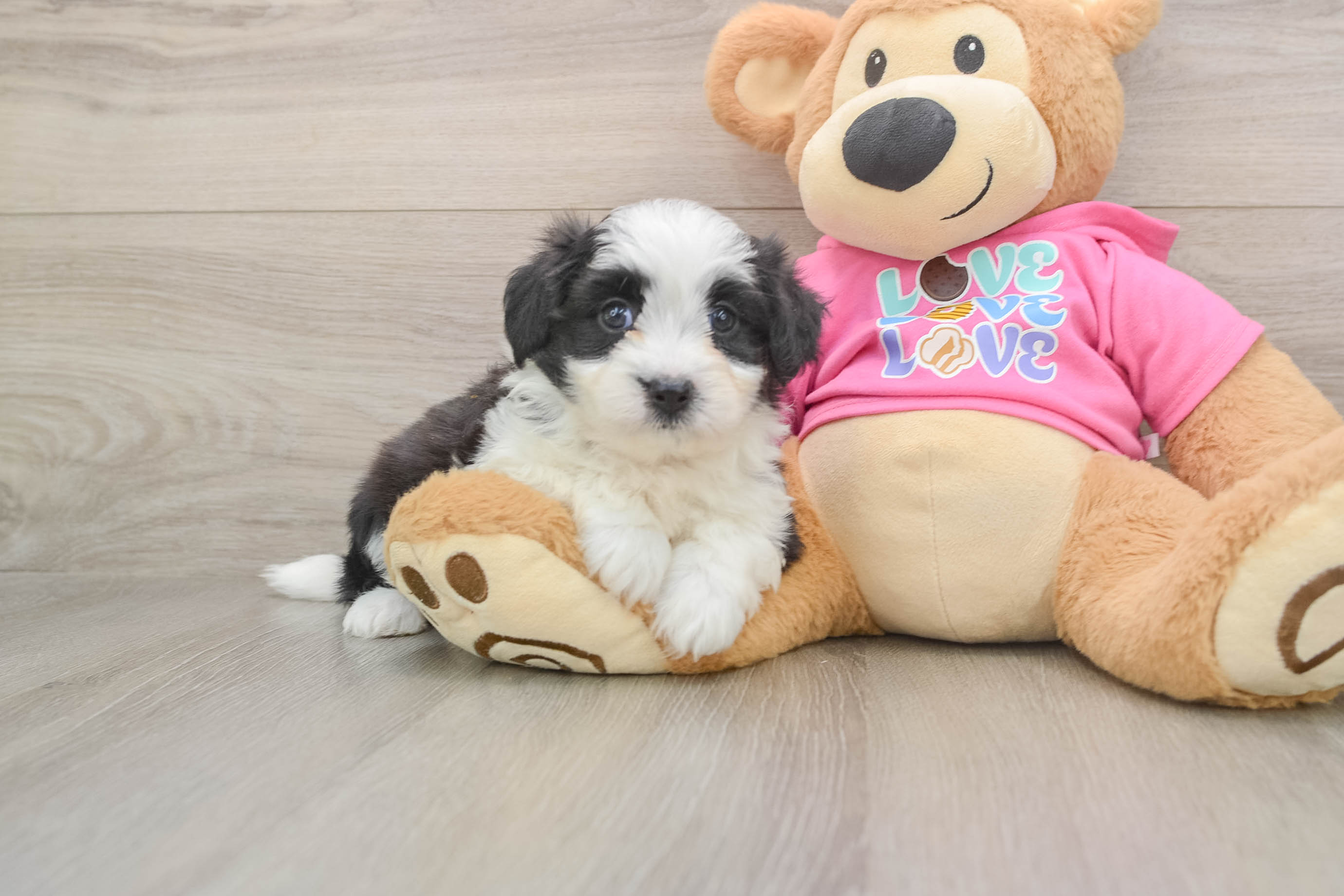 Energetic Aussie Bichon Designer Puppy