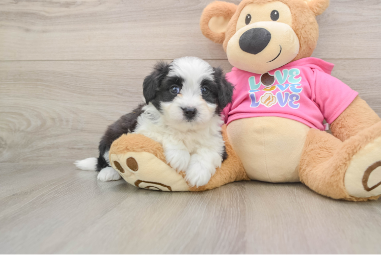 Energetic Aussie Bichon Designer Puppy