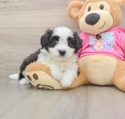 7 week old Aussiechon Puppy For Sale - Premier Pups