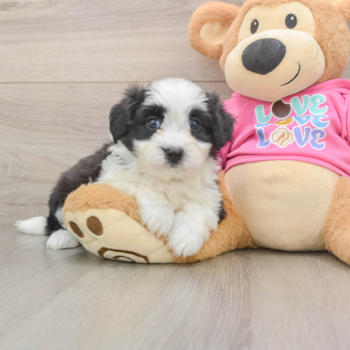 Energetic Aussie Bichon Designer Puppy