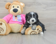 7 week old Aussiechon Puppy For Sale - Premier Pups