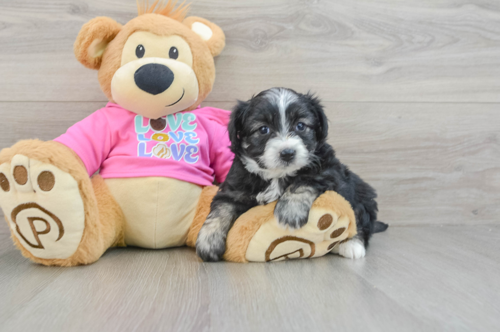 7 week old Aussiechon Puppy For Sale - Premier Pups