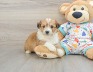 8 week old Aussiechon Puppy For Sale - Premier Pups
