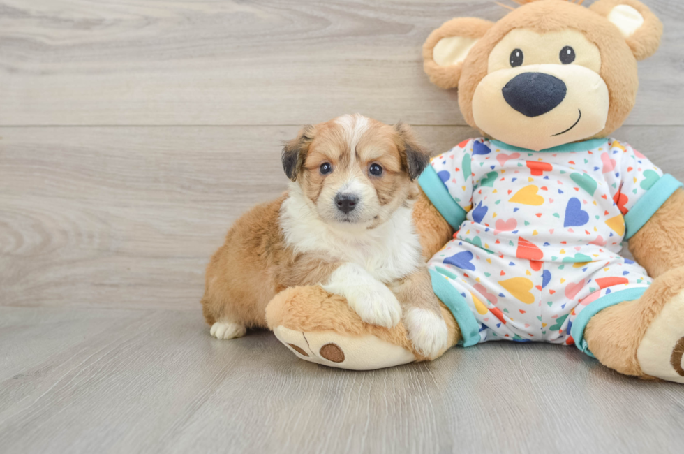5 week old Aussiechon Puppy For Sale - Premier Pups