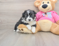 6 week old Aussiechon Puppy For Sale - Premier Pups