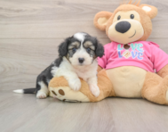 8 week old Aussiechon Puppy For Sale - Premier Pups