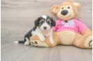 Aussiechon Puppy for Adoption