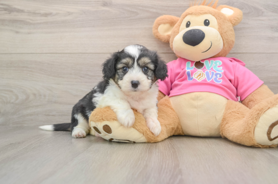 Aussiechon Puppy for Adoption