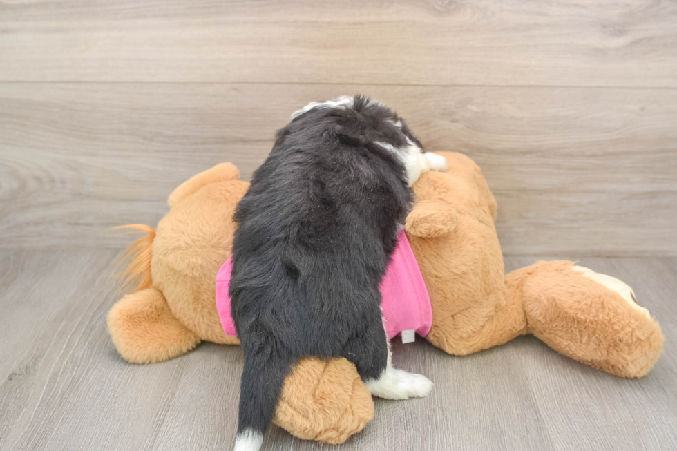 Aussiechon Puppy for Adoption