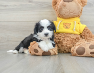 9 week old Aussiechon Puppy For Sale - Premier Pups