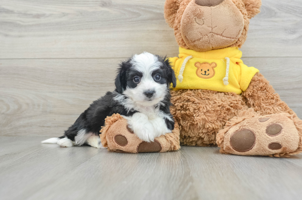 10 week old Aussiechon Puppy For Sale - Premier Pups