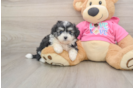 Little Aussie Bichon Designer Puppy