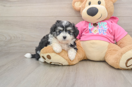 Little Aussie Bichon Designer Puppy