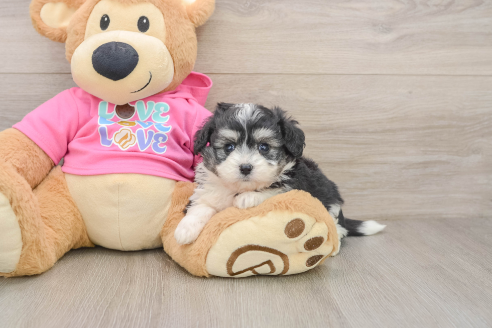 Fluffy Aussiechon Designer Pup