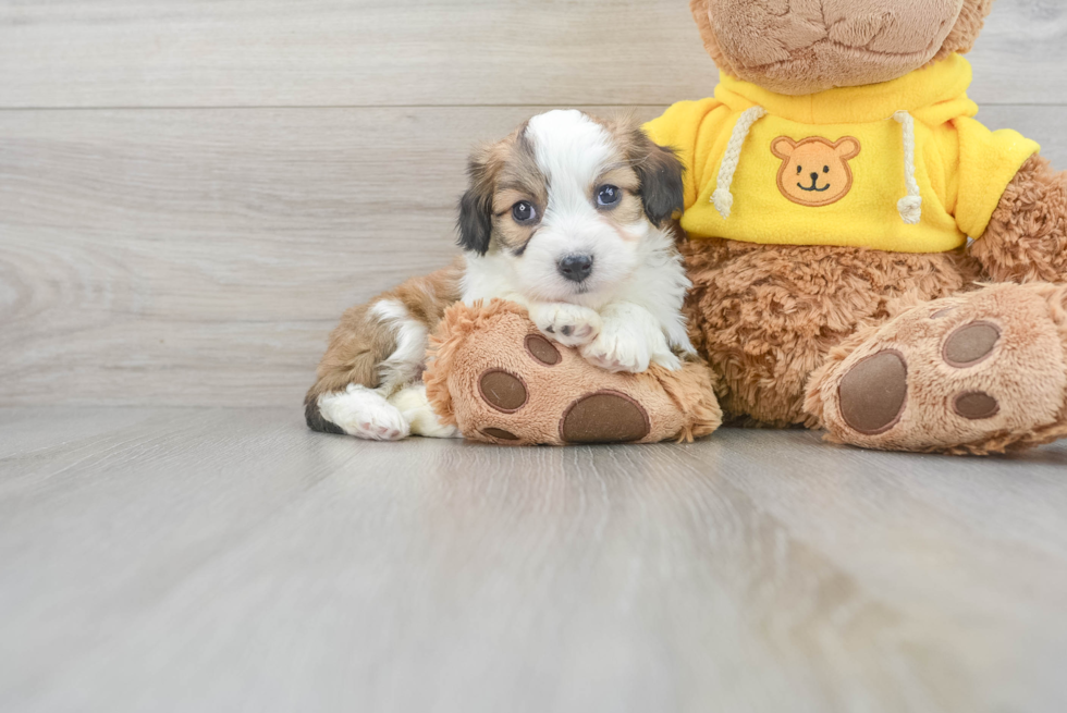 Hypoallergenic Australian Designer Puppy