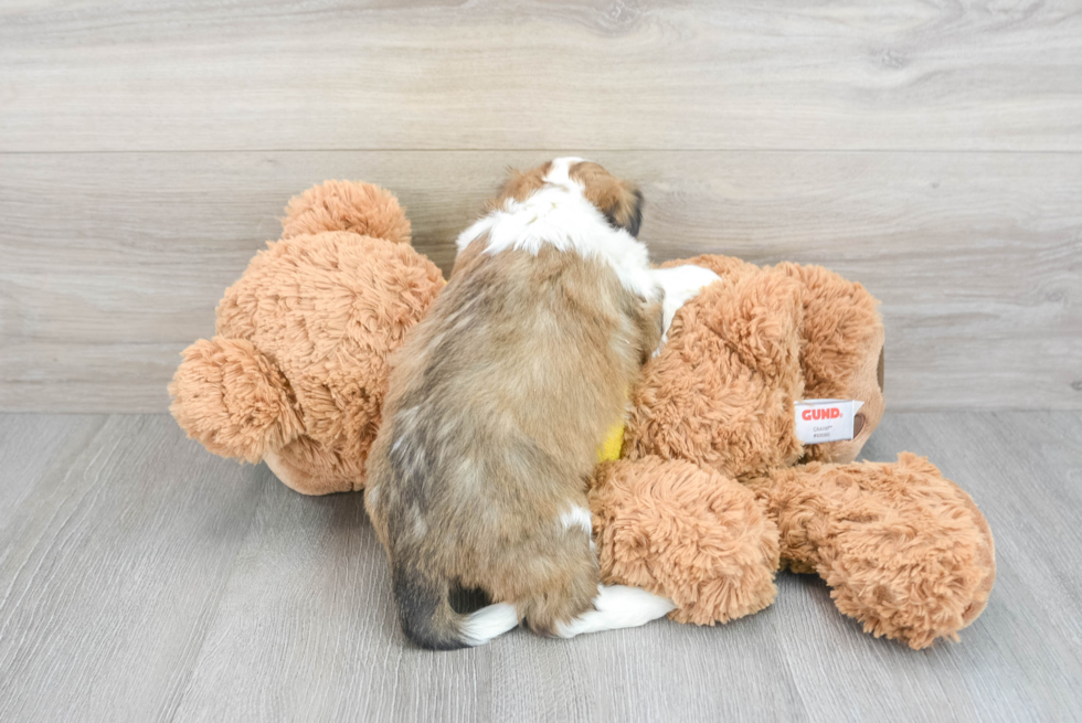 Fluffy Aussiechon Designer Pup