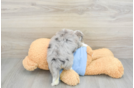 Playful Aussie Bichon Designer Puppy