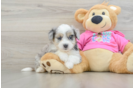 Playful Aussie Bichon Designer Puppy
