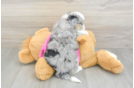 Petite Aussiechon Designer Pup