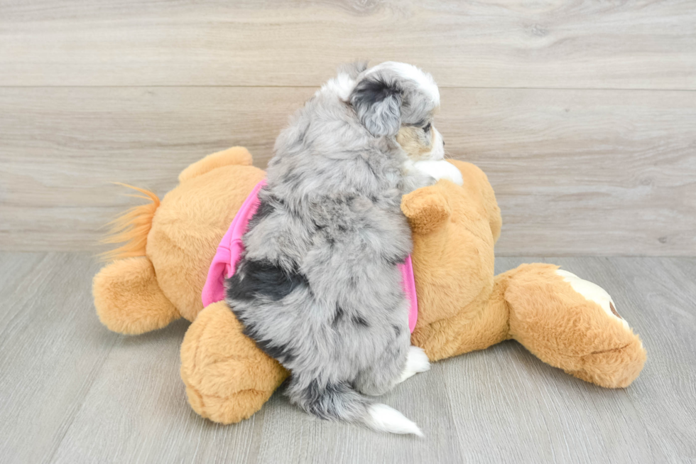 Petite Aussiechon Designer Pup